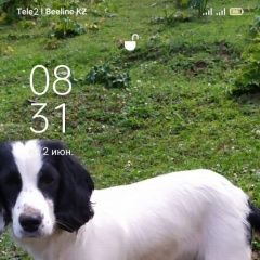 Подробнее об объявлении «Пропала собака Алматы (Алма-Ата)» Фото: пропала собака Русский охотничий спаниель «Пропала собака Алматы (Алма-Ата)» в г. Алматы (Алма-Ата)