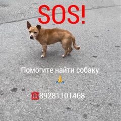 Подробнее об объявлении «Пропала собака кобель Ростов-на-Дону» Фото: пропала собака  «Пропала собака кобель Ростов-на-Дону» в г. Ростов-на-Дону