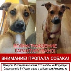 Картинка пропала собака В городе Атюрьево потерялась сабачка. Атюрьево