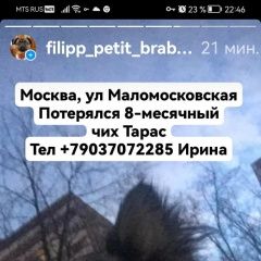Подробнее об объявлении «Москва Пропала собака кобель чихуахуа» Фото: пропала собака Чихуахуа «Москва Пропала собака кобель чихуахуа» в г. Москва