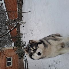 Подробнее об объявлении «Видное Пропала собака вчера вечером потерял собаку хаски дерев» Фото: пропала собака Сибирская хаски «Видное Пропала собака вчера вечером потерял...» в г. Видное