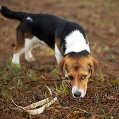 Картинка пропала собака В городе Ликино-Дулево потерян пёс. Ликино-Дулево