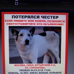 Подробнее об объявлении «Москва Пропала собака кобель честер» Фото: пропала собака  «Москва Пропала собака кобель честер» в г. Москва