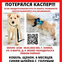 Подробнее об объявлении «Москва Пропала собака кобель» Фото: пропала собака  «Москва Пропала собака кобель» в г. Москва