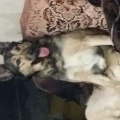 Подробнее об объявлении «Елизово (Камчатская обл.) Пропала собака» Фото: пропала собака  «Елизово (Камчатская обл.) Пропала собака» в г. Елизово (Камчатская обл.)