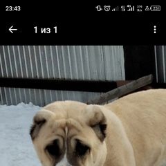 Подробнее об объявлении «Орск Пропала собака» Фото: пропала собака  «Орск Пропала собака» в г. Орск