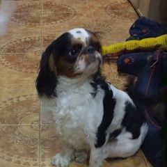 Подробнее об объявлении «Пропала собака кобель Санкт-Петербург» Фото: пропала собака  «Пропала собака кобель Санкт-Петербург» в г. Санкт-Петербург