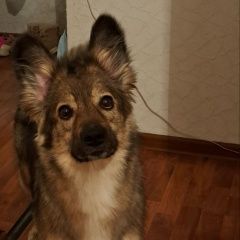 Картинка пропала собака В городе Москва потерялась собака. Москва