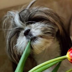 Подробнее об объявлении «Пропала собака Барнаул» Фото: пропала собака Ши-тцу «Пропала собака Барнаул» в г. Барнаул