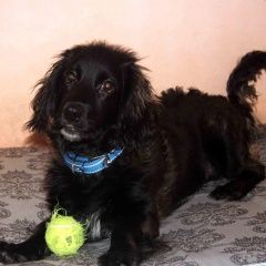 Подробнее об объявлении «Пропала собака Иркутск» Фото: пропала собака  «Пропала собака Иркутск» в г. Иркутск