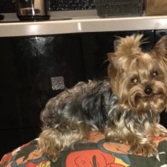 Подробнее об объявлении «Пропала собака йорк Иркутск» Фото: пропала собака Йоркширский терьер «Пропала собака йорк Иркутск» в г. Иркутск