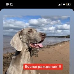 Подробнее об объявлении «Пропала собака кобель Санкт-Петербург» Фото: пропала собака Веймаранер «Пропала собака кобель Санкт-Петербург» в г. Санкт-Петербург
