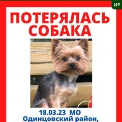 Подробнее об объявлении «Одинцово Пропала собака кобель» Фото: пропала собака Йоркширский терьер «Одинцово Пропала собака кобель» в г. Одинцово