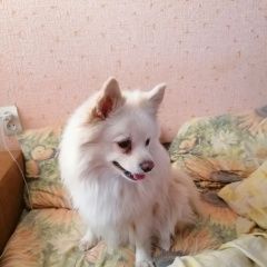 Подробнее об объявлении «Пенза Пропала собака кобель кличка юлик, 7 лет, белый, спина палевая» Фото: пропала собака Немецкий шпиц «Пенза Пропала собака кобель кличка юлик, 7 лет,...» в г. Пенза