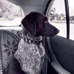 Подробнее об объявлении «Пропала собака верните пожалуйста в семью Черниговка» Фото: пропала собака Курцхаар «Пропала собака верните пожалуйста в семью...» в г. Черниговка