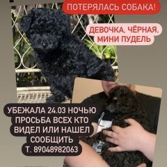 Подробнее об объявлении «Красноярск Пропала собака, северный» Фото: пропала собака Пудель «Красноярск Пропала собака, северный» в г. Красноярск