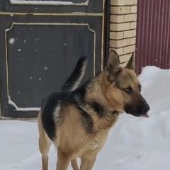 Картинка пропала собака В городе Михнево потерян собакен. Михнево