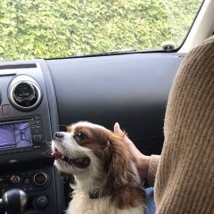 Подробнее об объявлении «Анапа Пропала собака кобель» Фото: пропала собака  «Анапа Пропала собака кобель» в г. Анапа