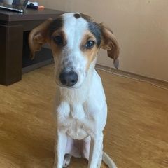 Подробнее об объявлении «Пропала собака потерялась собака 300 арагвели Тбилиси» Фото: пропала собака  «Пропала собака потерялась собака 300 арагвели...» в г. Тбилиси