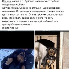 Картинка пропала собака В городе Навля потеряна собака. Навля