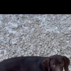 Подробнее об объявлении «Анапа Пропала собака» Фото: пропала собака Курцхаар «Анапа Пропала собака» в г. Анапа