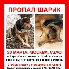 Подробнее об объявлении «Москва Пропала собака кобель пес шарик 9 лет» Фото: пропала собака  «Москва Пропала собака кобель пес шарик 9 лет» в г. Москва
