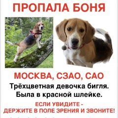 Подробнее об объявлении «Москва Пропала собака бигль боня 3, 5 года» Фото: пропала собака Бигль «Москва Пропала собака бигль боня 3, 5 года» в г. Москва
