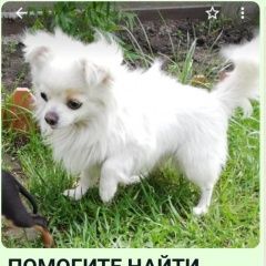Подробнее об объявлении «Пропала собака кобель породы чихуа Барнаул» Фото: пропала собака Чихуахуа «Пропала собака кобель породы чихуа Барнаул» в г. Барнаул