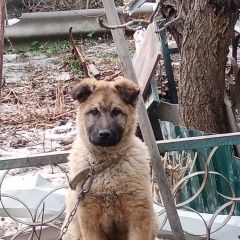 Картинка пропала собака В городе Саратов запропастился кобель. Саратов