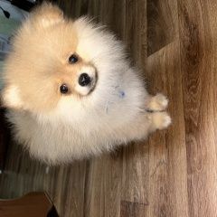 Подробнее об объявлении «Пропала собака кобель мальчик Алматы (Алма-Ата)» Фото: пропала собака Японский шпиц «Пропала собака кобель мальчик Алматы (Алма-Ата)» в г. Алматы (Алма-Ата)