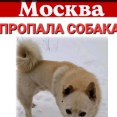 Подробнее об объявлении «Пропала собака кобель Москва» Фото: пропала собака Западно-сибирская лайка «Пропала собака кобель Москва» в г. Москва