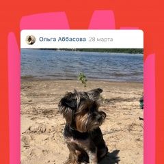 Подробнее об объявлении «Пропала собака кобель член семьи, чарли Вольск» Фото: пропала собака  «Пропала собака кобель член семьи, чарли Вольск» в г. Вольск