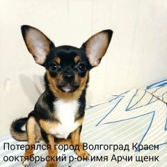 Подробнее об объявлении «Волгоград Пропала собака кобель имя арчи» Фото: пропала собака Той-терьер «Волгоград Пропала собака кобель имя арчи» в г. Волгоград