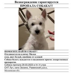 Подробнее об объявлении «Раменское Пропала собака» Фото: пропала собака Вест хайленд уайт терьер «Раменское Пропала собака» в г. Раменское