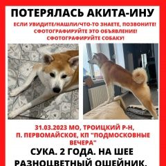 Подробнее об объявлении «Москва Пропала собака акита ину троицкий округ» Фото: пропала собака Акита-ину «Москва Пропала собака акита ину троицкий округ» в г. Москва