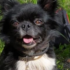 Подробнее об объявлении «Пропала собака кобель чихуахуа Санкт-Петербург» Фото: пропала собака Чихуахуа «Пропала собака кобель чихуахуа Санкт-Петербург» в г. Санкт-Петербург