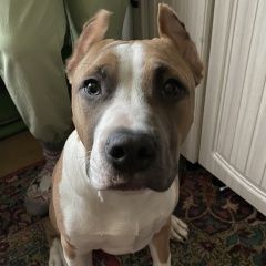 Подробнее об объявлении «Пропала собака кобель Старая Купавна» Фото: пропала собака Американский стаффордширский терьер «Пропала собака кобель Старая Купавна» в г. Старая Купавна
