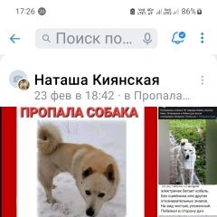 Подробнее об объявлении «Москва Пропала собака кобель» Фото: пропала собака Западно-сибирская лайка «Москва Пропала собака кобель» в г. Москва