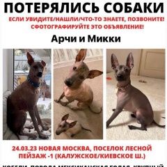 Подробнее об объявлении «Москва Пропала собака кобель» Фото: пропала собака  «Москва Пропала собака кобель» в г. Москва