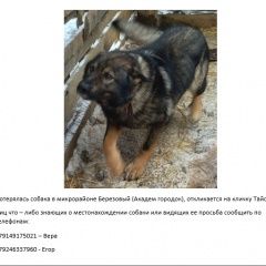 Подробнее об объявлении «Пропала собака кобель Иркутск» Фото: пропала собака Немецкая овчарка «Пропала собака кобель Иркутск» в г. Иркутск