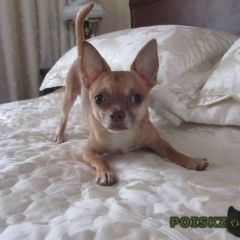 Подробнее об объявлении «Пропала собака кобель чихуахуа Санкт-Петербург» Фото: пропала собака Чихуахуа «Пропала собака кобель чихуахуа Санкт-Петербург» в г. Санкт-Петербург