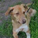 Подробнее об объявлении «Пропала собака Симферополь» Фото: пропала собака Японский шпиц «Пропала собака Симферополь» в г. Симферополь