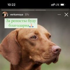 Подробнее об объявлении «Липецк Пропала собака кобель» Фото: пропала собака Венгерская выжла «Липецк Пропала собака кобель» в г. Липецк