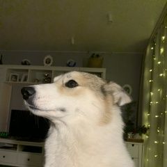 Подробнее об объявлении «Пропала собака, лайка Санкт-Петербург» Фото: пропала собака Западно-сибирская лайка «Пропала собака, лайка Санкт-Петербург» в г. Санкт-Петербург