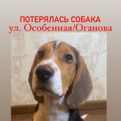 Подробнее об объявлении «Пропала собака кобель ул. особенная/оганова Ростов-на-Дону» Фото: пропала собака Бигль «Пропала собака кобель ул. особенная/оганова...» в г. Ростов-на-Дону