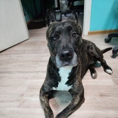 Подробнее об объявлении «Пропала собака Санкт-Петербург» Фото: пропала собака Стаффордширский бультерьер «Пропала собака Санкт-Петербург» в г. Санкт-Петербург