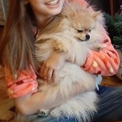 Подробнее об объявлении «Пропала собака кобель Истра» Фото: пропала собака Померанский шпиц «Пропала собака кобель Истра» в г. Истра
