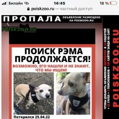 Подробнее об объявлении «Москва Пропала собака кобель повторно розыск той терьера» Фото: пропала собака Той-терьер «Москва Пропала собака кобель повторно розыск...» в г. Москва