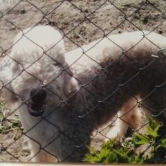 Подробнее об объявлении «Пропала собака Кольчугино» Фото: пропала собака Бедлингтон терьер «Пропала собака Кольчугино» в г. Кольчугино