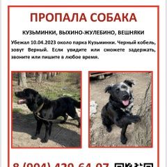 Подробнее об объявлении «Москва Пропала собака» Фото: пропала собака  «Москва Пропала собака» в г. Москва